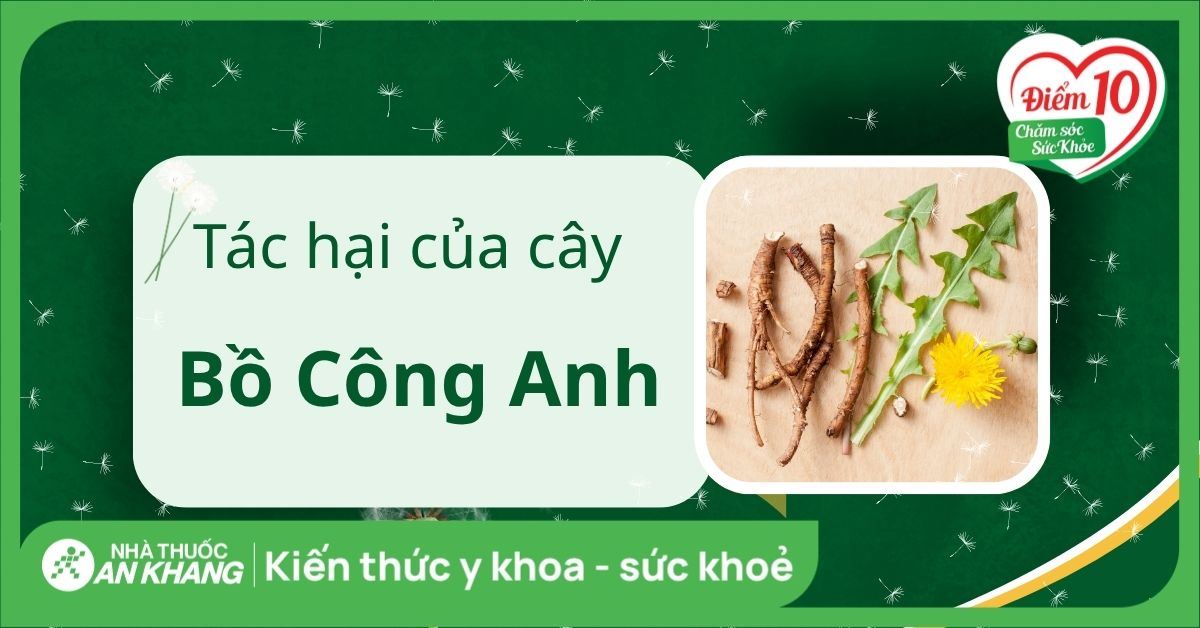 6 tác hại của cây bồ công anh khi dùng không đúng cách
