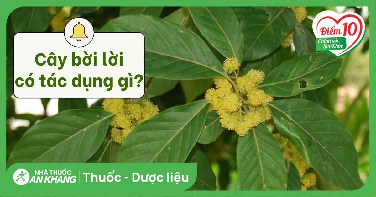9 tác dụng của bời lời đối với sức khỏe bạn nên biết