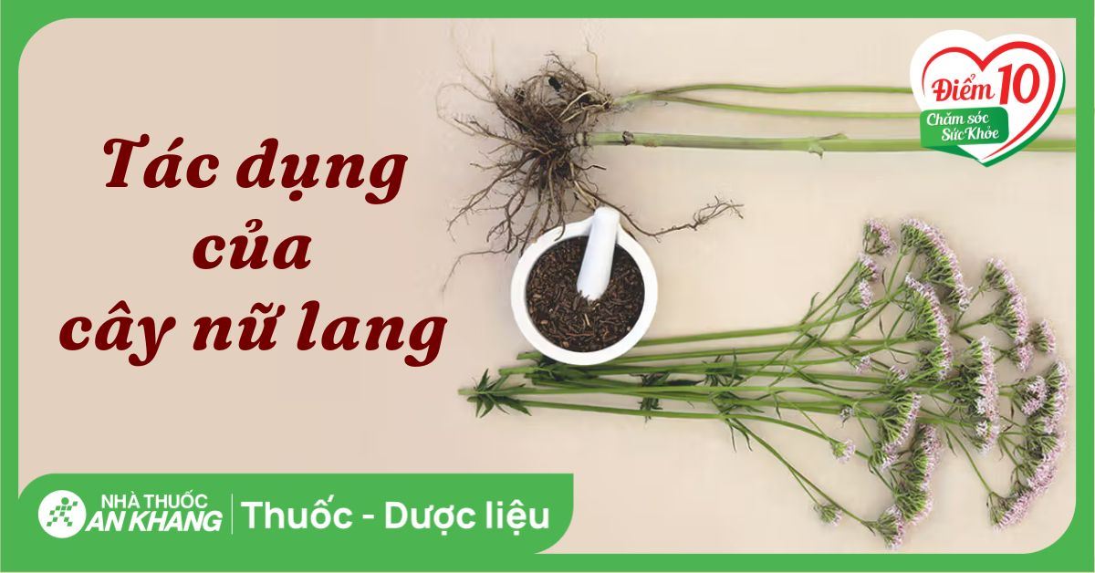 Cây nữ lang: Công dụng, cách sử dụng và bài thuốc trị bệnh