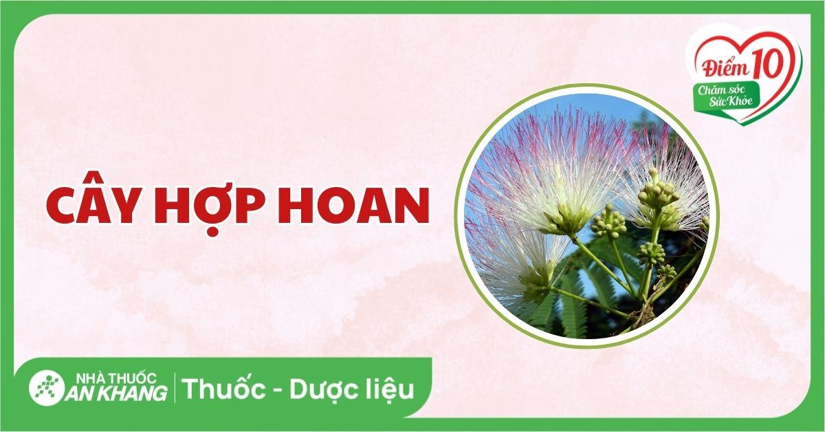 Cây hợp hoan: Tác dụng, cách dùng và bài thuốc trị bệnh