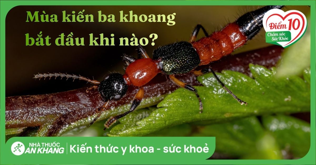 Mùa kiến ba khoang tháng mấy? Dấu hiệu và cách phòng tránh