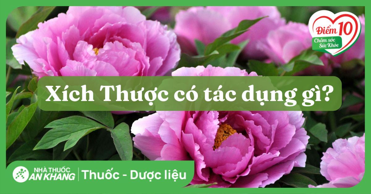 Xích thược là gì? Công dụng và lưu ý khi sử dụng