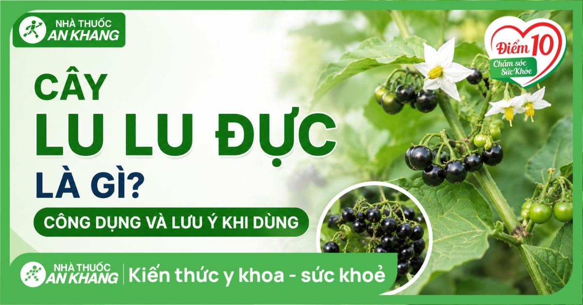 Cây lu lu đực là gì? Công dụng và lưu ý khi dùng