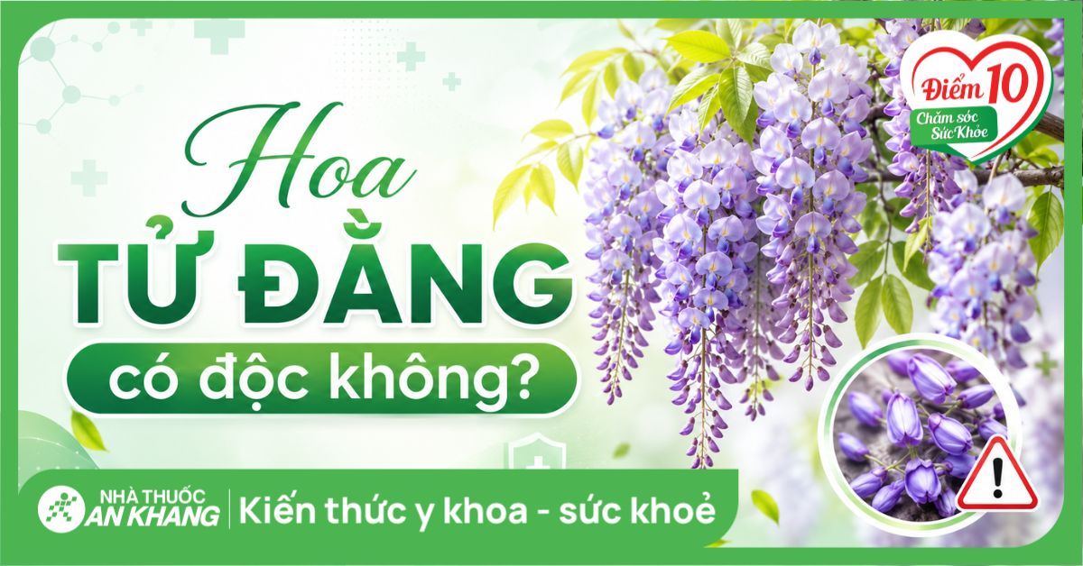 Hoa tử đằng có độc không? Nhận diện độc tố và cách xử trí đúng cách