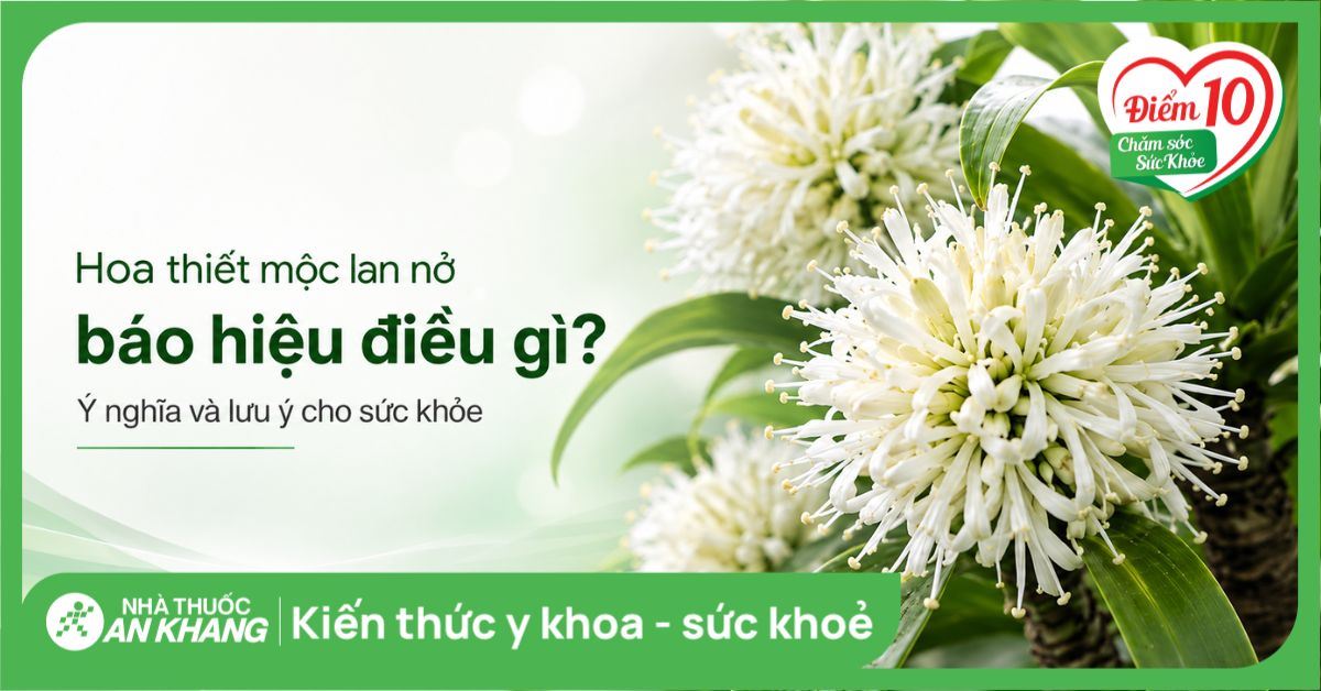 Hoa thiết mộc lan nở báo hiệu điều gì? Ý nghĩa và lưu ý cho sức khỏe