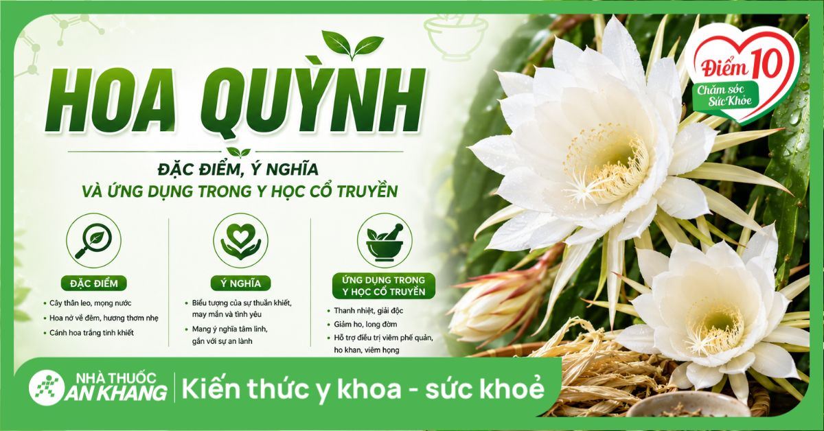 Hoa quỳnh: Đặc điểm, ý nghĩa và ứng dụng trong Y học cổ truyền
