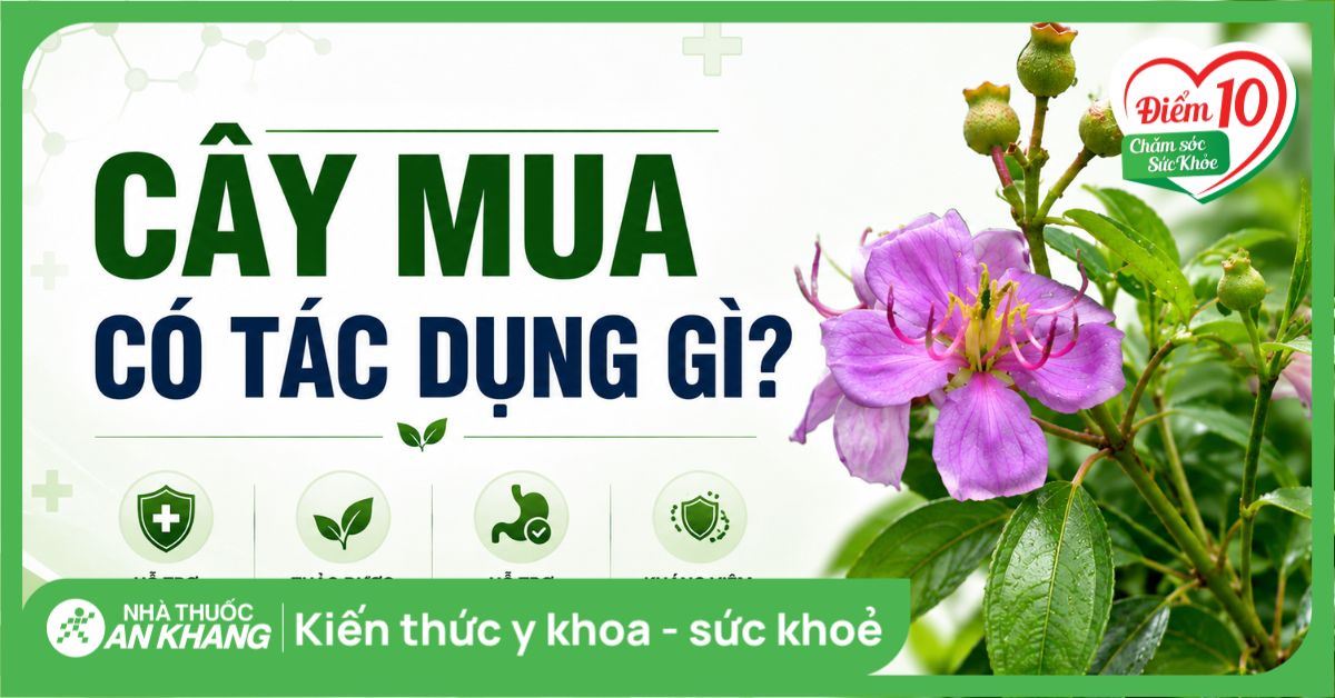 Cây mua có tác dụng gì? Cách phân biệt cây mua và cây hoa sim
