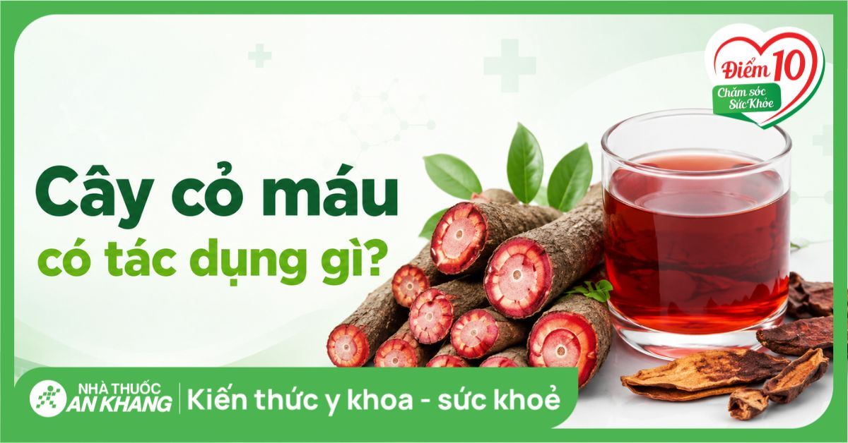 Cây cỏ máu có tác dụng gì? Cách dùng và đối tượng cần thận trọng