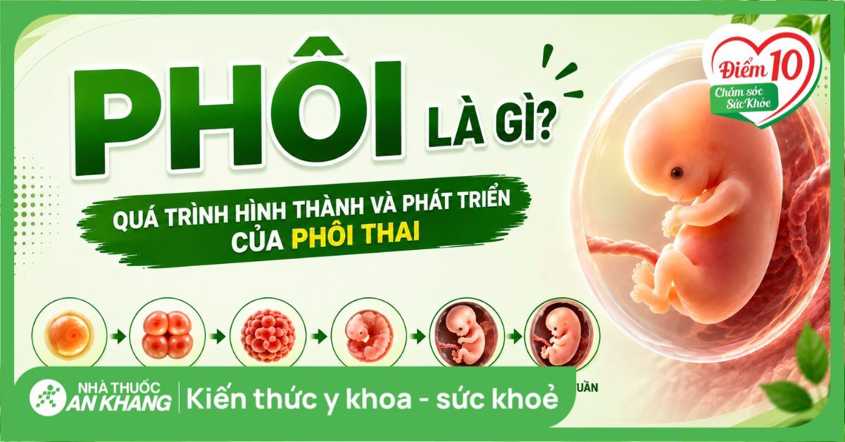 Phôi là gì? Quá trình hình thành và phát triển của phôi thai