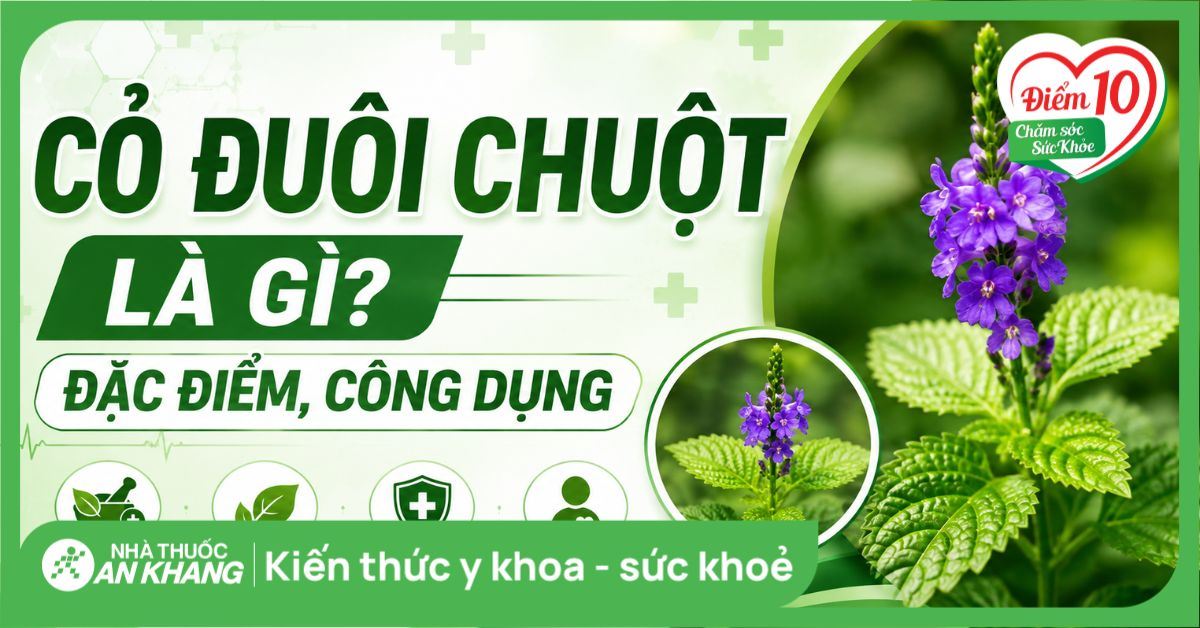 Cỏ đuôi chuột là gì? Đặc điểm, công dụng và lưu ý khi sử dụng