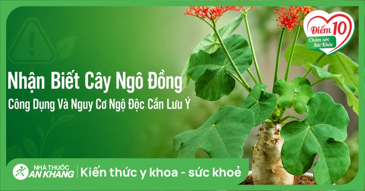 Nhận biết cây ngô đồng, công dụng và nguy cơ ngộ độc cần lưu ý