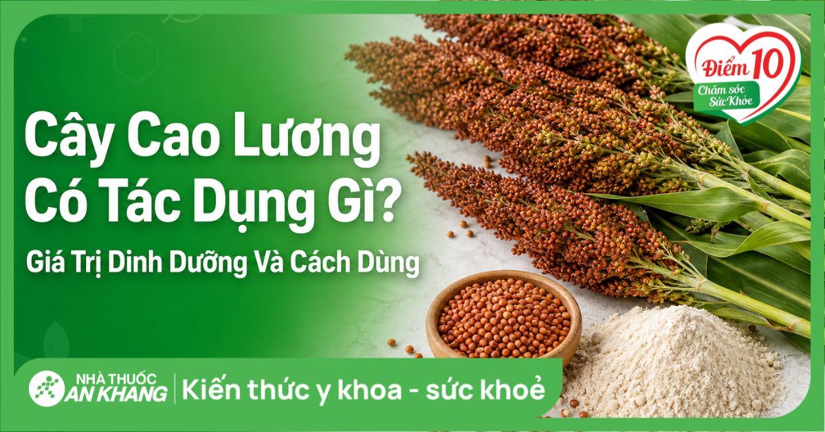 Cây cao lương có tác dụng gì? Giá trị dinh dưỡng và cách dùng