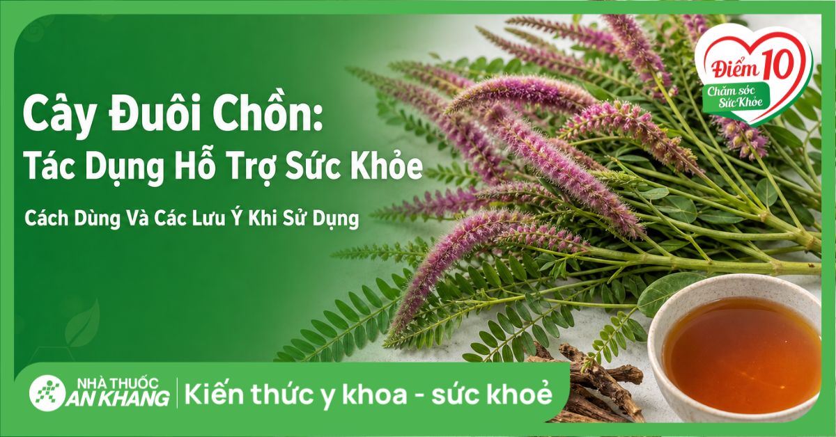 Cây đuôi chồn: Tác dụng hỗ trợ sức khỏe, cách dùng và các lưu ý khi sử dụng