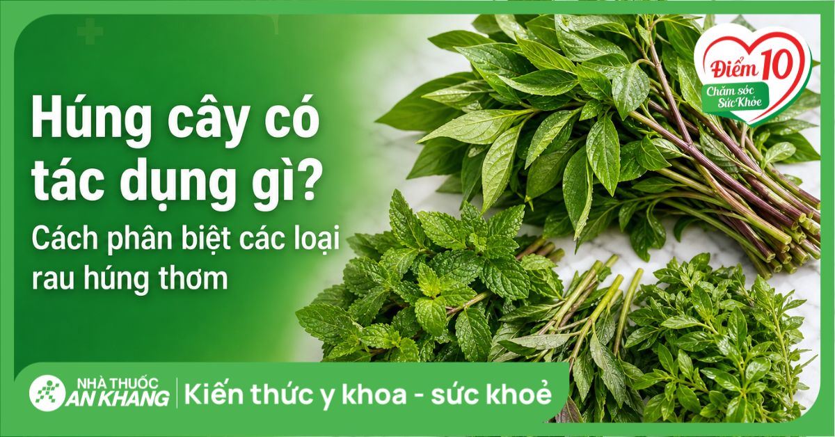 Húng cây có tác dụng gì? Cách phân biệt các loại rau húng thơm