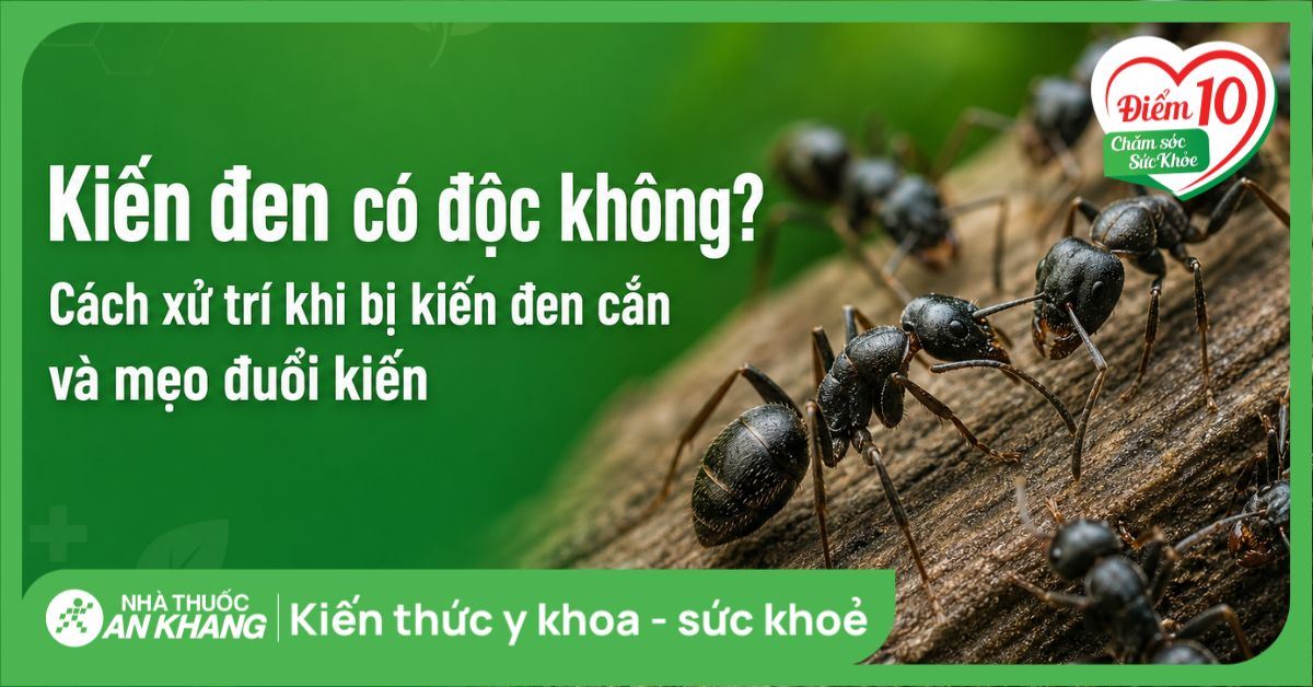 Kiến đen có độc không? Cách xử trí khi bị kiến đen cắn và mẹo đuổi kiến