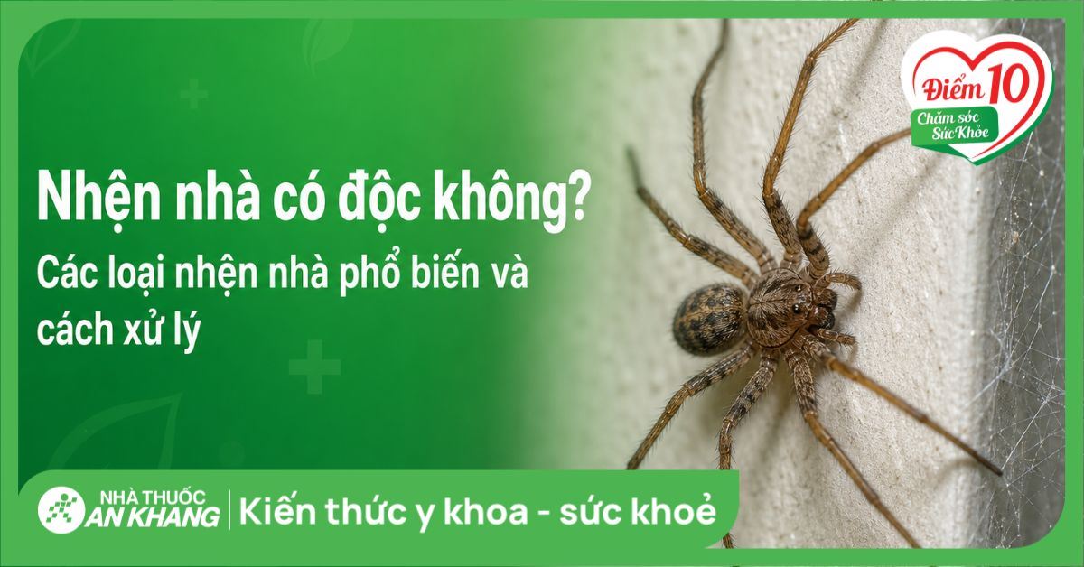 Nhện nhà có độc không? Các loại nhện nhà phổ biến và cách xử lý
