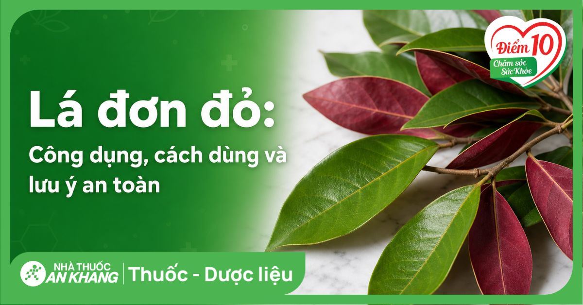 Lá đơn đỏ: Công dụng, cách dùng và lưu ý an toàn