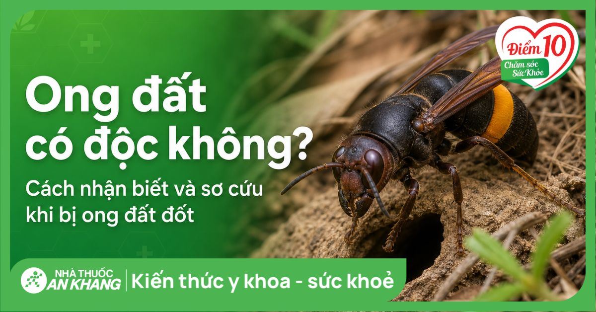 Ong đất có độc không? Cách nhận biết và sơ cứu khi bị ong đất đốt