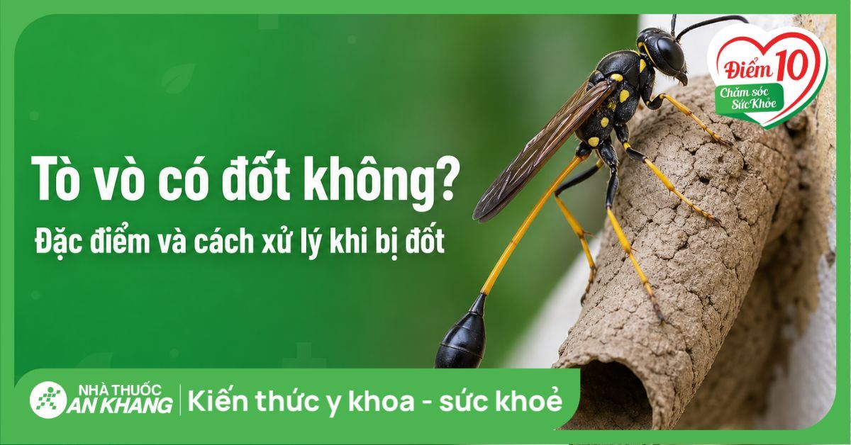 Tò vò có đốt không? Đặc điểm và cách xử lý khi bị đốt