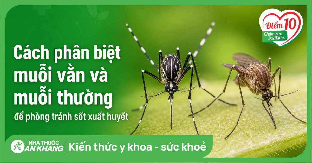 Cách phân biệt muỗi vằn và muỗi thường để phòng tránh sốt xuất huyết