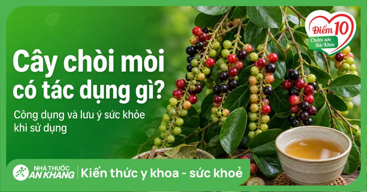 Cây chòi mòi có tác dụng gì? Công dụng và lưu ý sức khỏe khi sử dụng