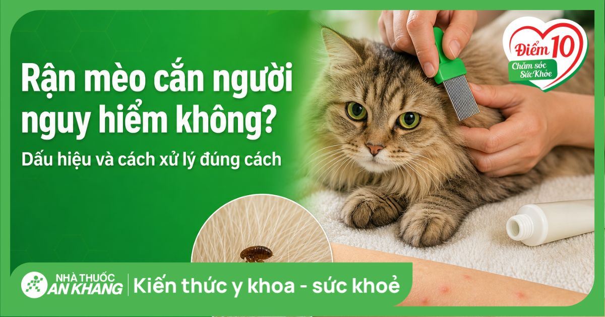 Rận mèo cắn người nguy hiểm không? Dấu hiệu và cách xử lý đúng cách