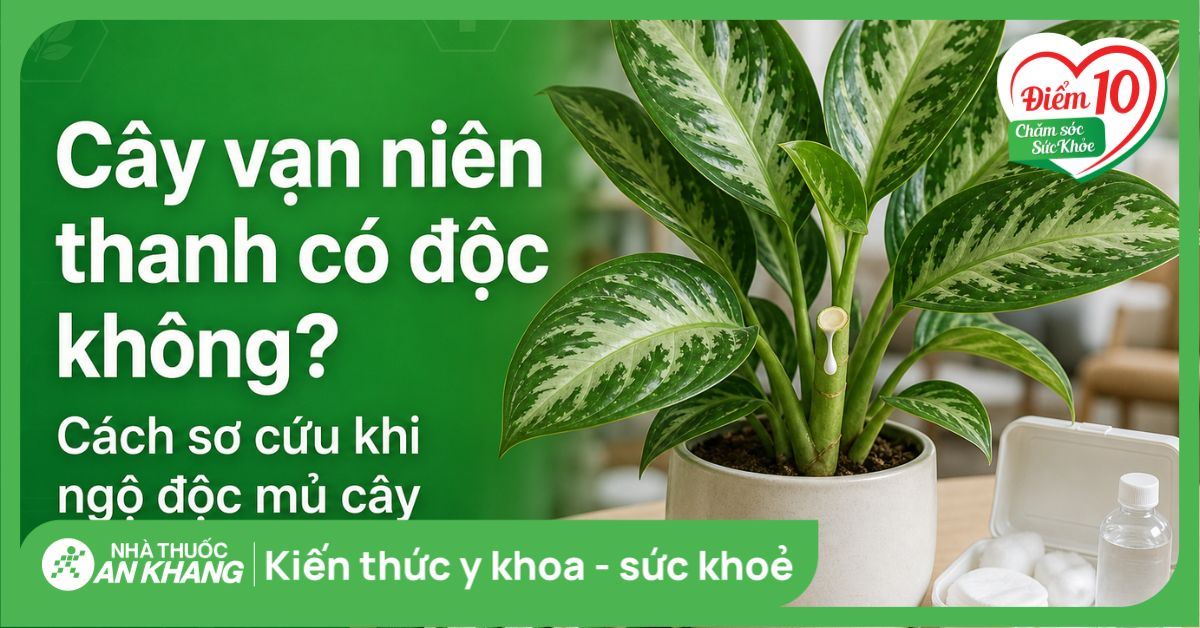 Cây vạn niên thanh có độc không? Cách sơ cứu khi ngộ độc mủ cây