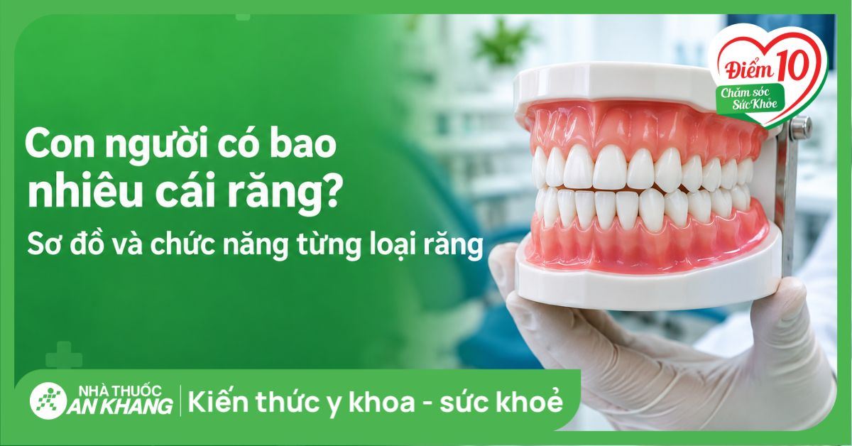 Con người có bao nhiêu cái răng? Sơ đồ và chức năng từng loại răng