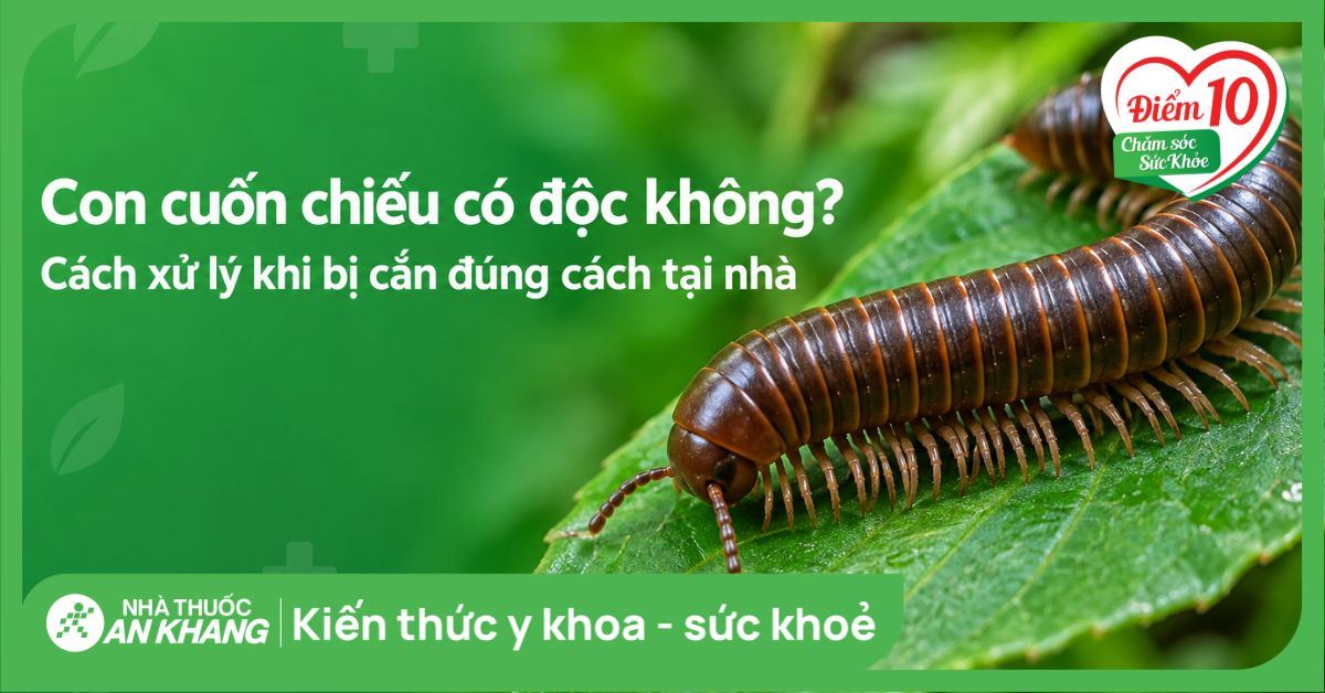 Con cuốn chiếu có độc không? Cách xử lý khi bị cắn đúng cách tại nhà