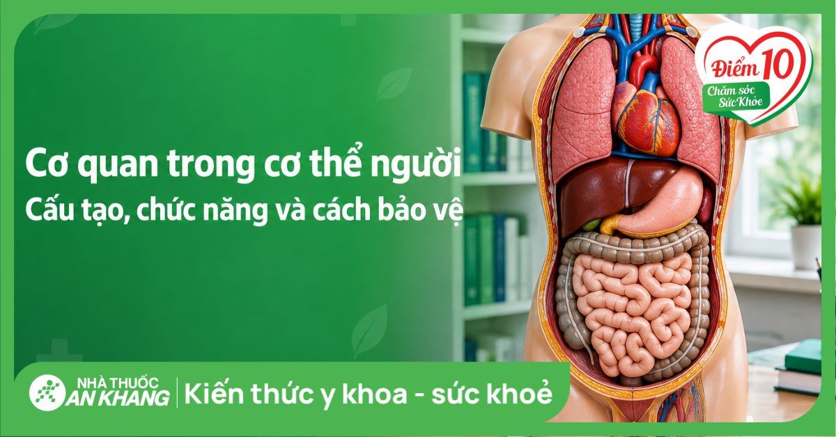 Cơ quan trong cơ thể người: Cấu tạo, chức năng và cách bảo vệ