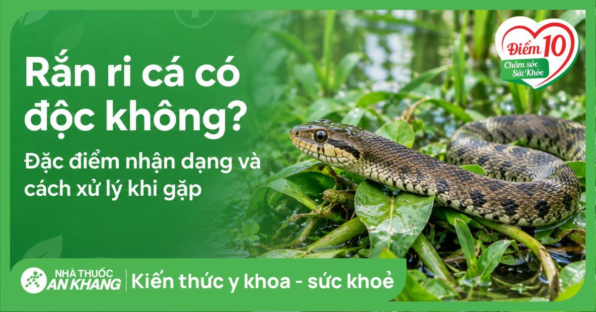 Rắn ri cá có độc không? Đặc điểm nhận dạng và cách xử lý khi gặp