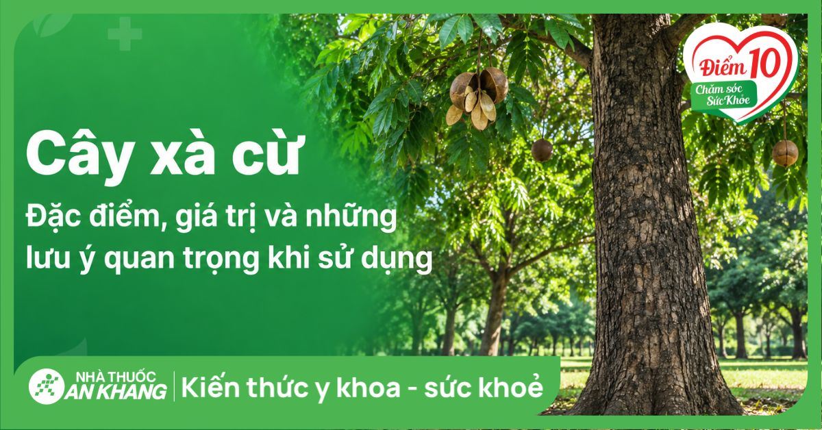 Cây xà cừ: Đặc điểm, giá trị và những lưu ý quan trọng khi sử dụng