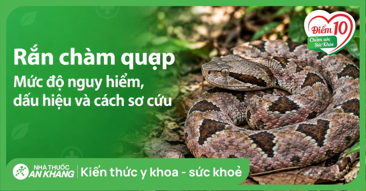 Rắn chàm quạp: Mức độ nguy hiểm, dấu hiệu và cách sơ cứu