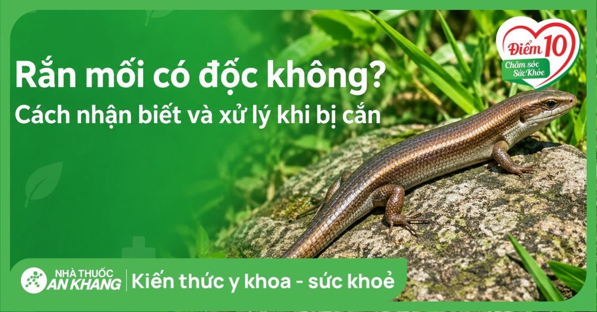 Rắn mối có độc không? Cách nhận biết và xử lý khi bị cắn