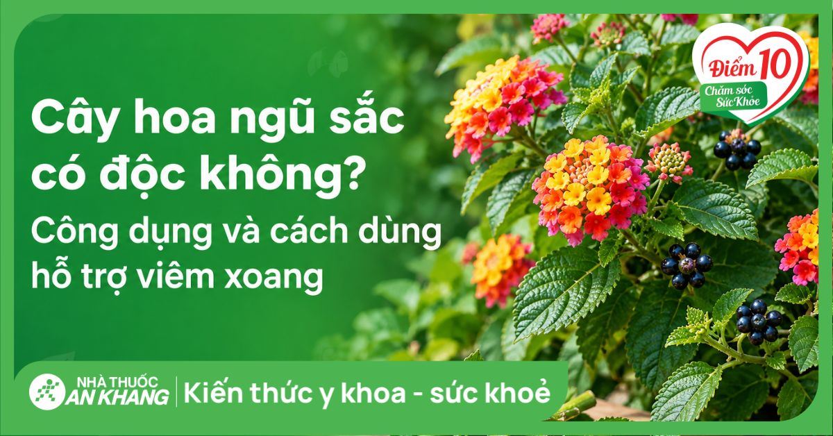 Cây hoa ngũ sắc có độc không? Công dụng và cách dùng hỗ trợ viêm xoang