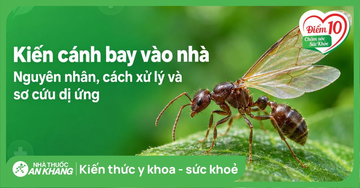 Kiến cánh bay vào nhà: Nguyên nhân, cách xử lý và sơ cứu dị ứng
