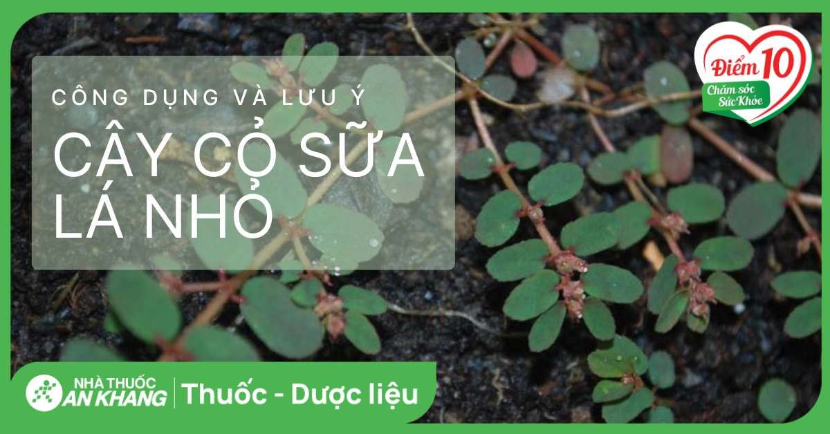 Cây cỏ sữa lá nhỏ: Công dụng và lưu ý khi sử dụng