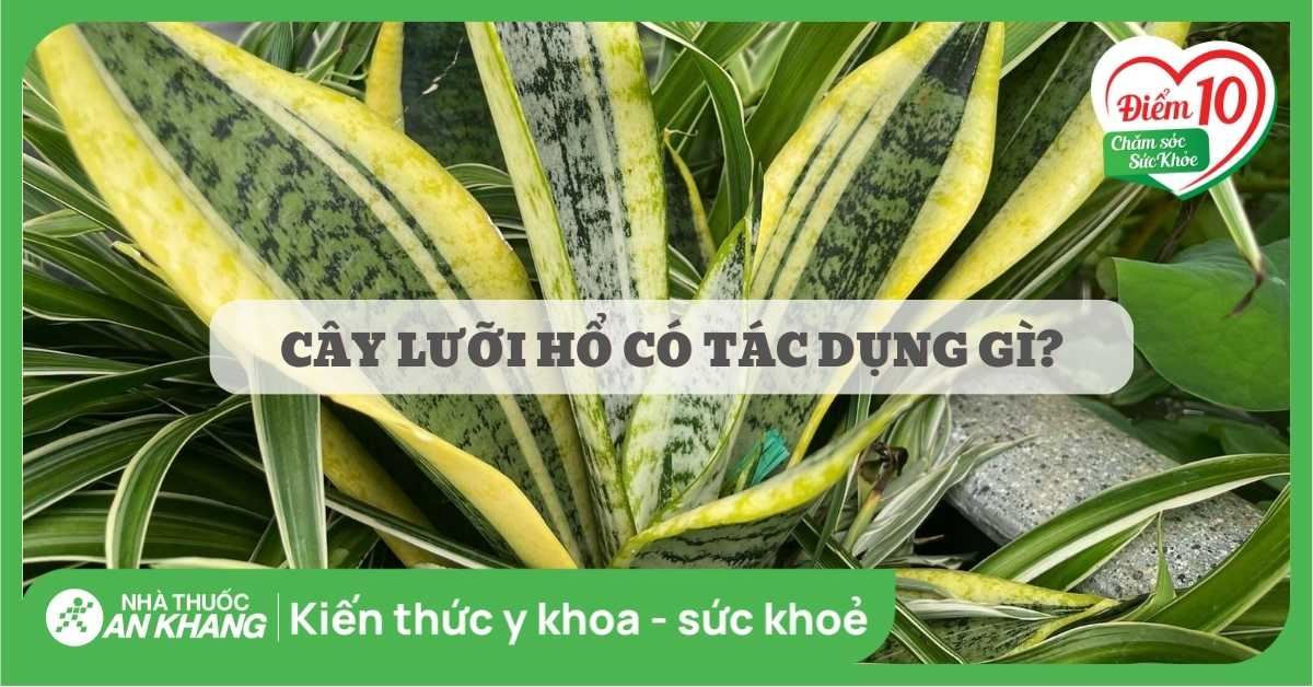 Cây lưỡi hổ có tác dụng gì? Công dụng và liều dùng lưỡi hổ