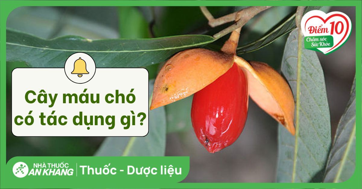 Cây máu chó có tác dụng gì? 8 lợi ích sức khỏe bạn nên biết