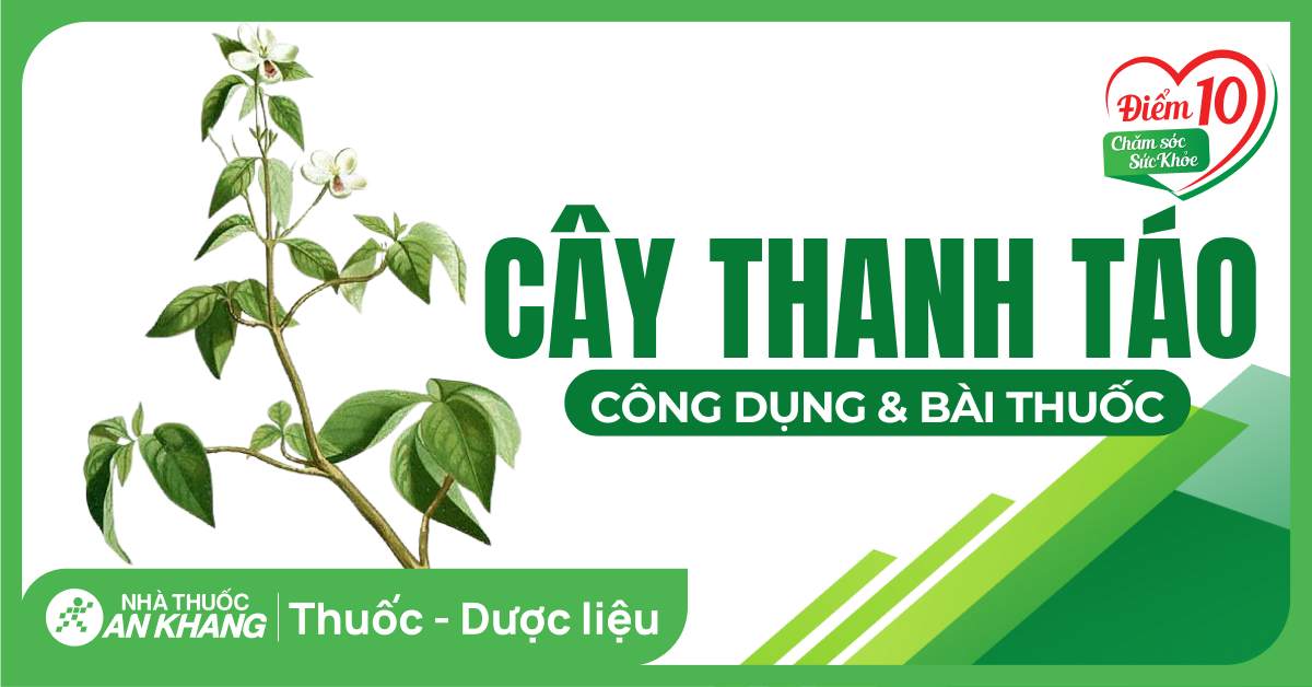 11 tác dụng của cây thanh táo bạn không nên bỏ qua