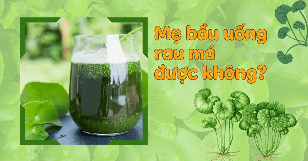 Bà bầu uống rau má được không, có tác dụng gì? Lưu ý cho mẹ bầu khi ăn