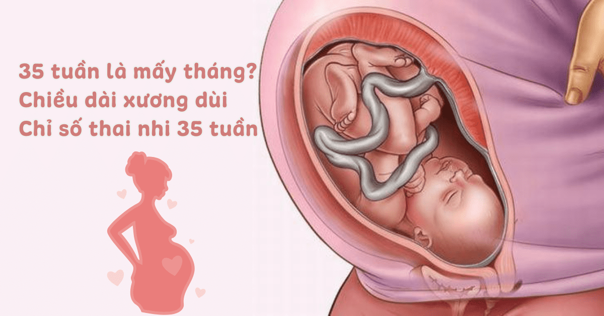 35 tuần là mấy tháng? Chiều dài xương dùi, chỉ số và sự phát triển của thai nhi 35 tuần WHO