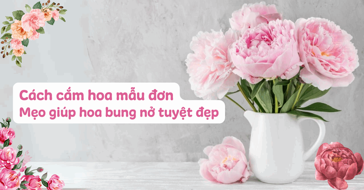 Cách cắm hoa mẫu đơn bung nở tuyệt đẹp, tươi lâu sang trọng mang nhiều ý nghĩa