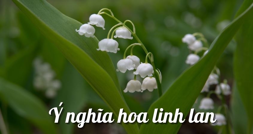 Ý nghĩa hoa linh lan: Nguồn gốc, hình ảnh, cách trồng và chăm sóc