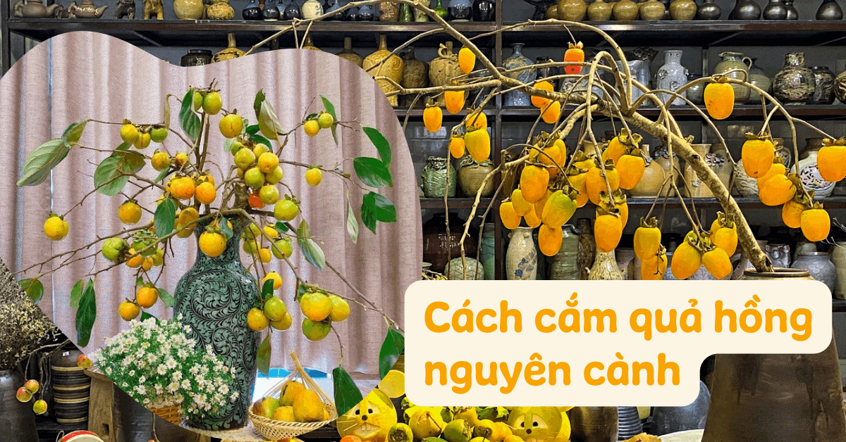 Hướng dẫn cắm cành quả hồng nguyên cành độc đáo, bền đẹp mang sắc mùa thu