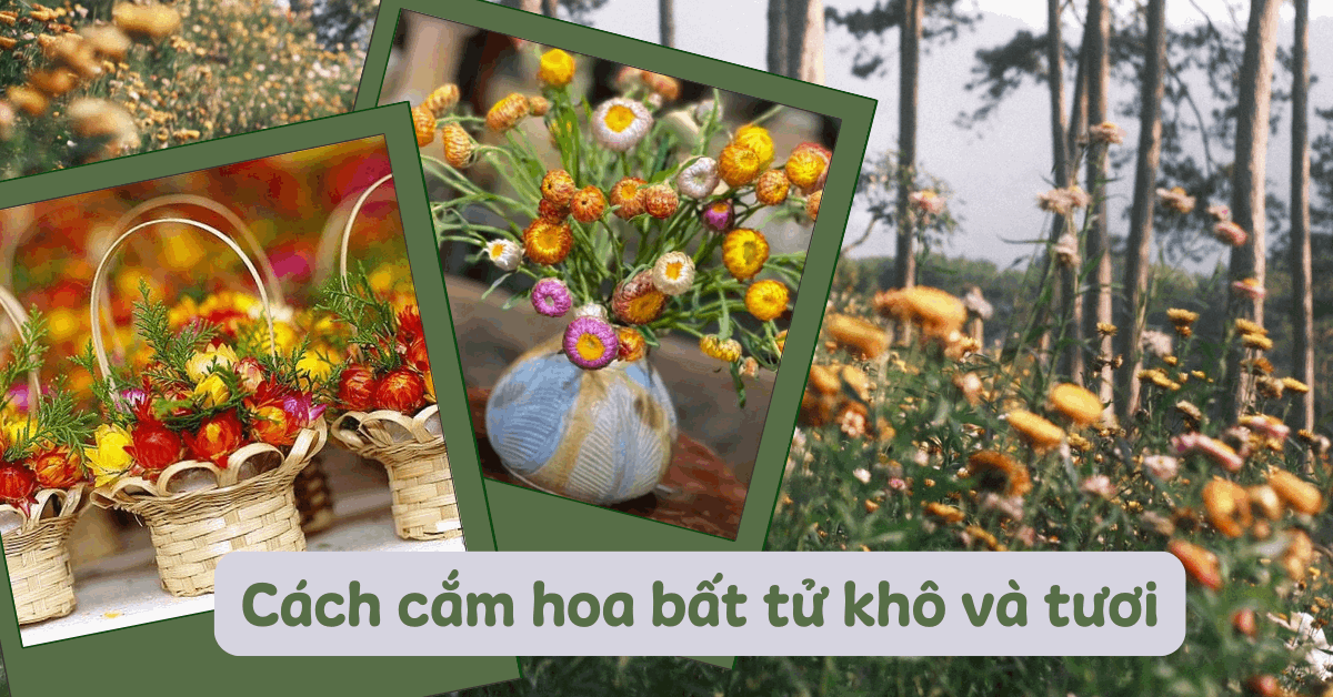 Cách cắm hoa bất tử khô và tươi đẹp, độc đáo đơn giản chi tiết