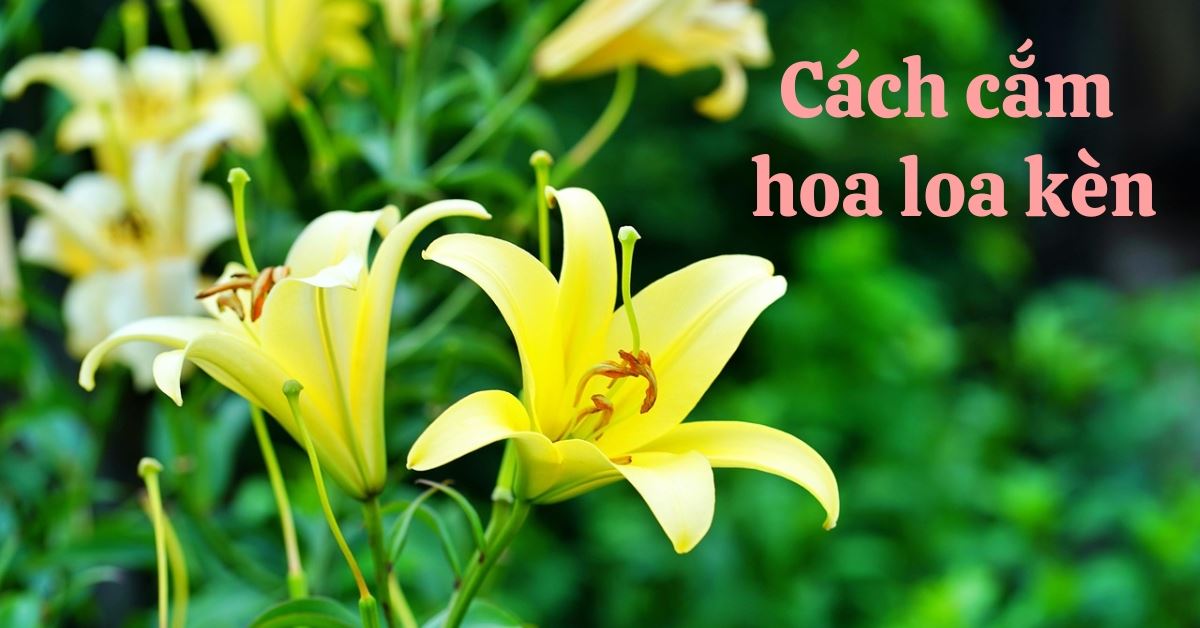 3 Cách cắm hoa loa kèn đẹp, tươi lâu cả tuần đơn giản tại nhà