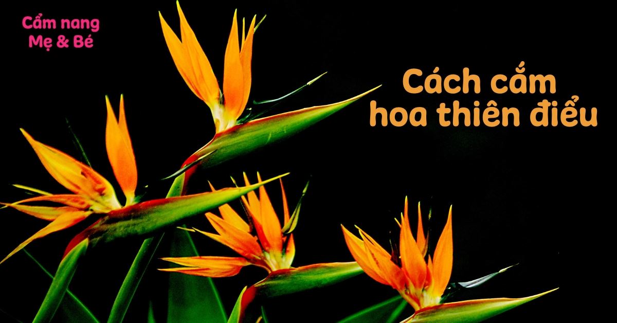 Cách cắm hoa thiên điểu: Bí quyết cho bình hoa đẹp, độc đáo, tươi lâu