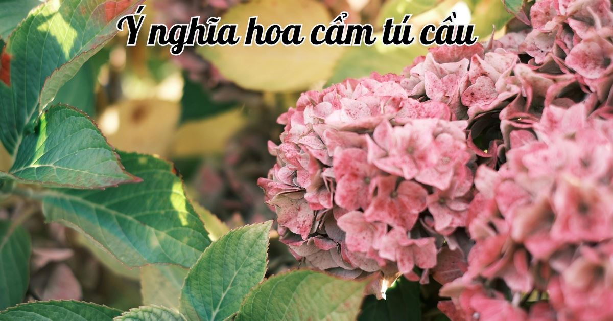 Ý nghĩa hoa cẩm tú cầu theo màu sắc, trong tình yêu và cuộc sống