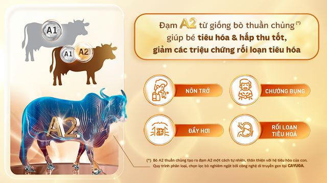 Đạm A2 từ giống bò thuần chủng